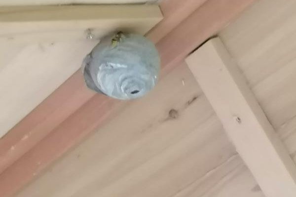 Wesepnnest im KInderspielhaus