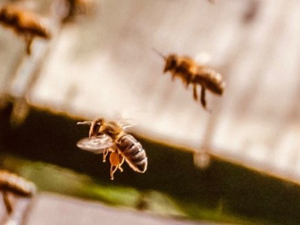 beehive