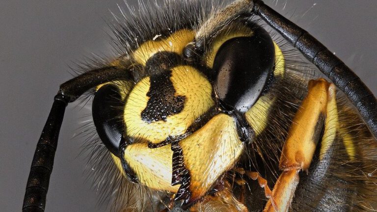insect