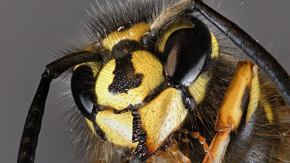 insect