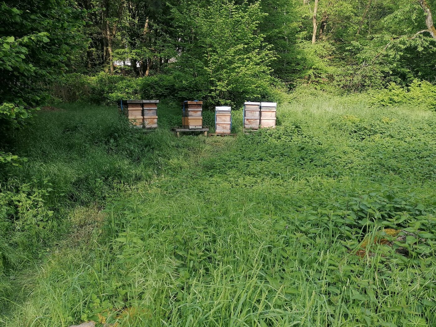 Bienenpatenschaft - Bienenflüsterer