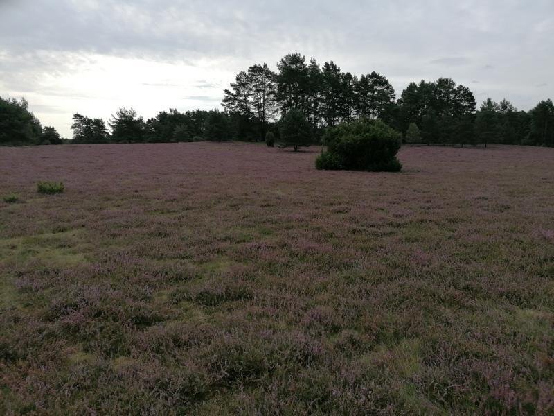 Heidehonig