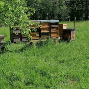 Bienenpatenschaft - Bienenflüsterer