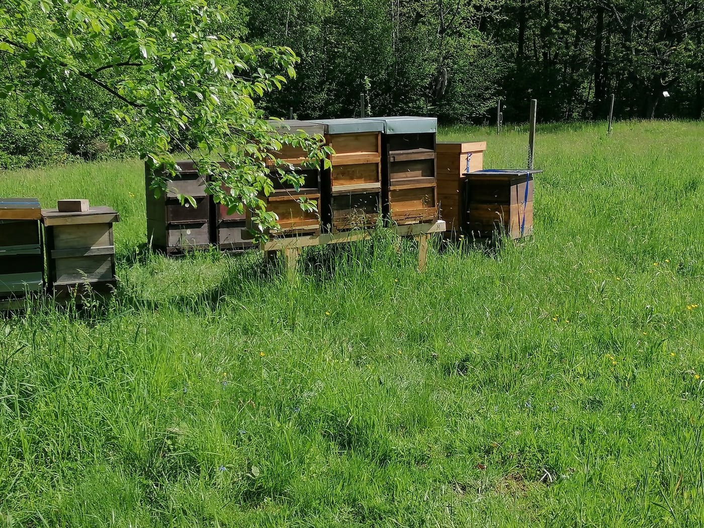 Bienenpatenschaft - Bienenflüsterer
